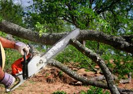 How Our Tree Care Process Works  in Vanceboro, NC